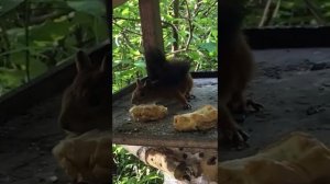 Белкин завтрак / The squirrel's lunch