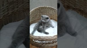 Предвестники родов кошек