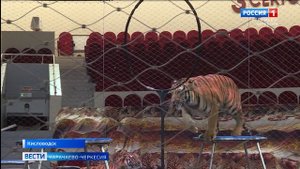 При Кисловодском цирке прошёл открытый урок известных дрессировщиков Карины и Артура Багдасаровых