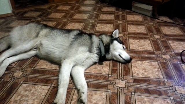 Хаски гавкает во сне смотреть онлайн