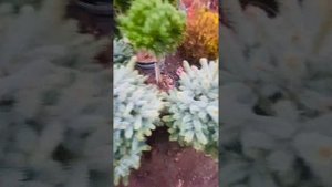 Голубая ель Супер Блю Салдинг) Вотцап 89036602009) телеграмм https://t.me/S76Olga_76
