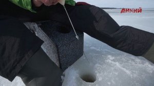Плотва со льда на муравья и козу. Ловля мирных рыб