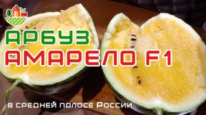 Арбуз Амарело F1 в средней полосе России. 21.07.2024