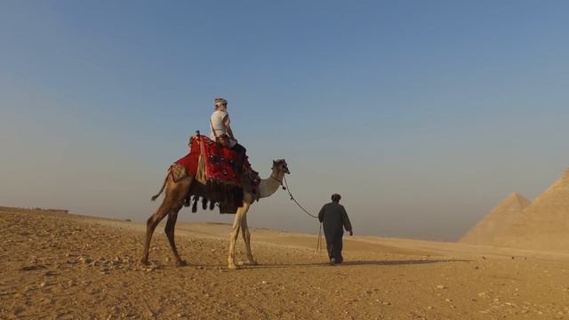 Cats Can Be Left-Handed And 30 Jaw-Dropping Facts смотреть онлайн