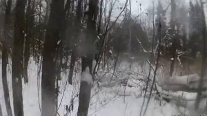 охота на зайца беляка с русской гончей