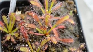 Drosera capensis "Compact Rosette"
