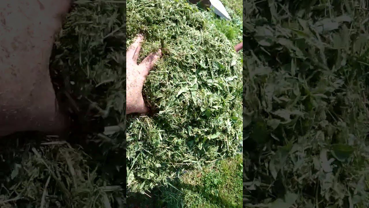 бесценное удобрение #деревенскаяжизнь #мульчирование #мульча #природноеземледелие