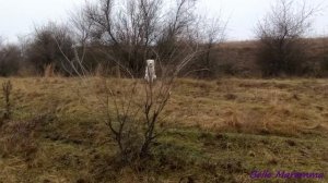 Прогулка с Мареммой и Ка Де Бо.Walk with Maremma and Ca de Bou,