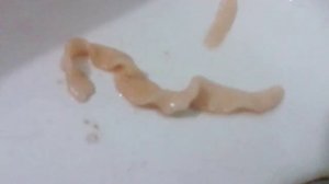 Ленточный червь из таранки