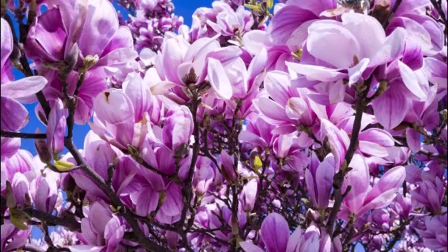 Суручану Ион Одиночество смотреть онлайн