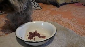 Йоркширский терьер. Трудности при кормлении.