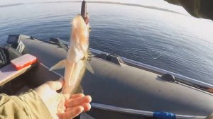 ЛОВЛЯ ХИЩНИКА НА СИЛИКОНОВЫЕ ПРИМАНКИ ОСЕНЬЮ.