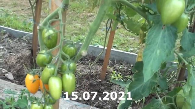 Томат Стыдливый Румянец изумительные желтые сладкие сливки смотреть онлайн