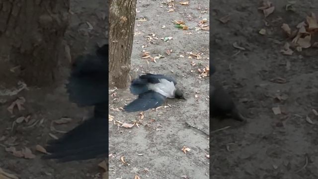 Какой-то капец странный с птицами происходит. смотреть онлайн