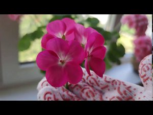 Сравнение пеларгоний, посаженных семенами и черенками.