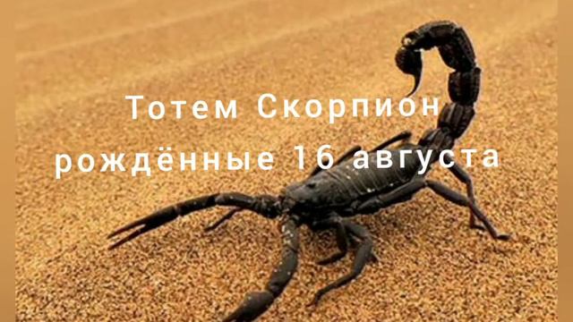 Тотем Скорпион рождённые 16 августа