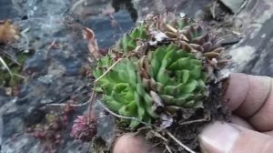 ВЫЖИВАНИЕ В ГОРНОМ ЛЕСУ