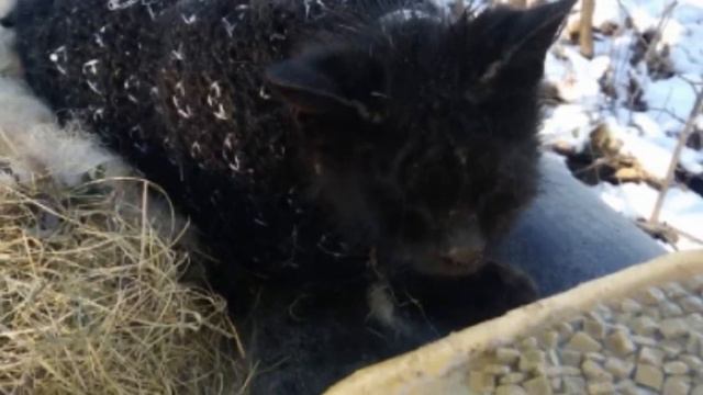 Его замотали в носок и бросили умирать на теплотрассе в ужасный мороз… Котенок не мог двигаться… смотреть онлайн