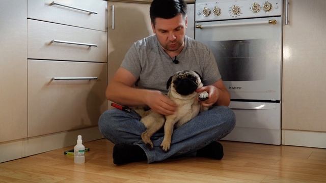 Как подстричь собаке когти в домашних условиях. Стрижка ногтей для мопса. смотреть онлайн