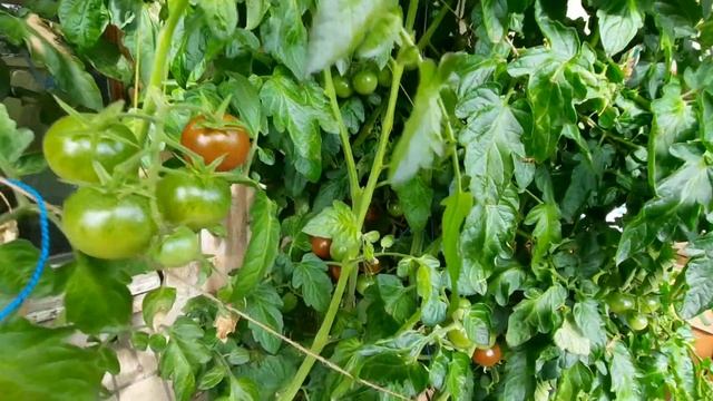 Томат Черная вишенка на балконе (часть 3) смотреть онлайн