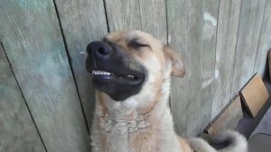 Собаки рычат когда их снимаешь