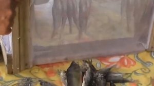 Сушим окуня