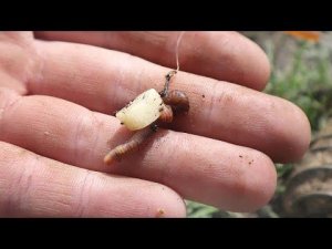 Какие наживки карп и крупный карась заглатывают не думая в июле и августе? Наживки на карпа и карася