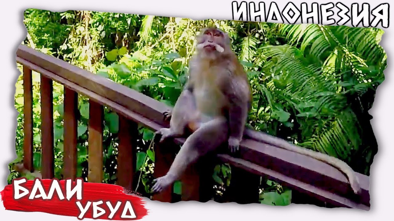 Бали влог // Лес обезьян в Убуде