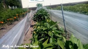 Стоит ли выращивать БАКЛАЖАНЫ на плёнке. Делаю выводы. Сложный огородный сезон.