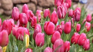 Интересная история Сафии (р.а)  жены Пророка Мухаммада (ﷺ)