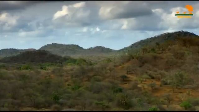 АЗИАТСКИЙ ЛЕВ ИНТЕРЕСНЫЕ ФАКТЫ смотреть онлайн