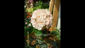 Pelargonium Highfields Attracta (2013~2014)