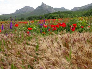 Колоски и маки.