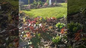 Посадила вегетирующие гортензии,хосты...