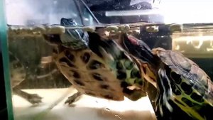 Снижение активности красноухой черепахи. Осень и зима красноушки