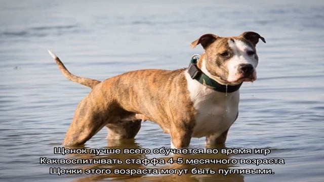 Как правильно воспитать стаффордширского терьера