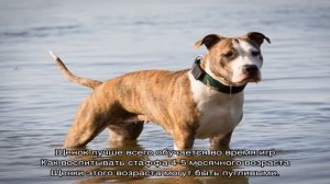 Как правильно воспитать стаффордширского терьера