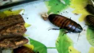 Как  рождаются тараканы? How are born cockroaches?