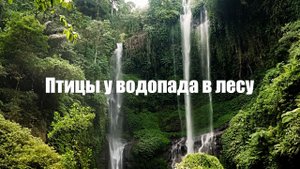 Птицы у водопада в лесу l Пение птиц l Звуки природы 2 часа для сна, отдыха и медитации