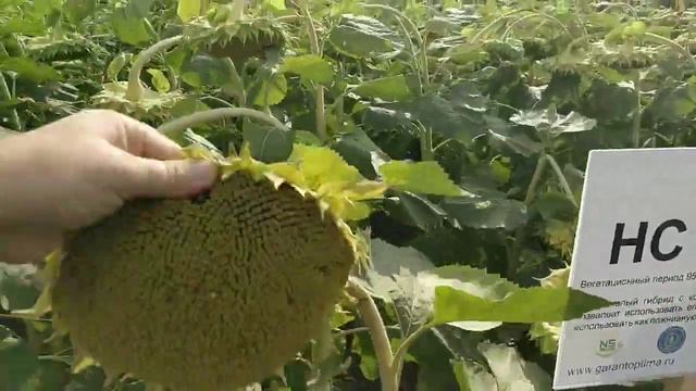 Гибрид подсолнечника НСХ 6011 смотреть онлайн