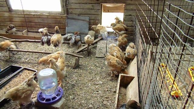 Цыплята брама (палевые, куропатчатые..) 3,5 мес. Chickens brahma (fawn, ptarmigan ..) 3,5 months. смотреть онлайн