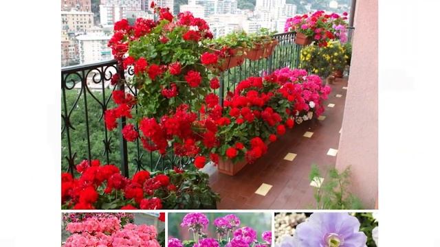 Комнатные растения (какая польза и как ухаживать) смотреть онлайн