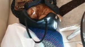 Персик в дорогу!!!.