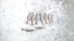 Зимняя Рыбалка Весной Ловля Плотвы Чудское Озеро 05 03 2021