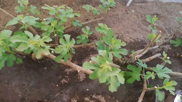 Инжир 30.04.23 смотреть онлайн