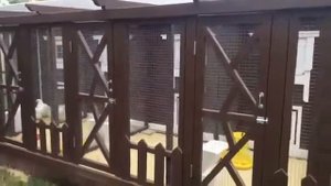курятника на 40 кур Китеж 7 2,5 с выгулом 6 2