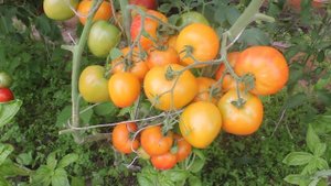 Сорт -"OLD GERMAN". Томаты от Фёдора.