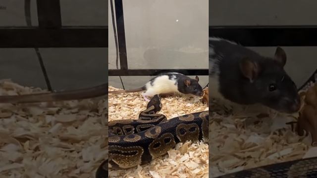 Ball Python **Live Feed Response**