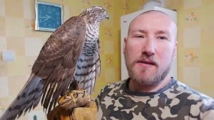 Ястреб ПЕРЕПЕЛЯТНИК :) Обучение с НУЛЯ часть 1 :) hawk training part 1