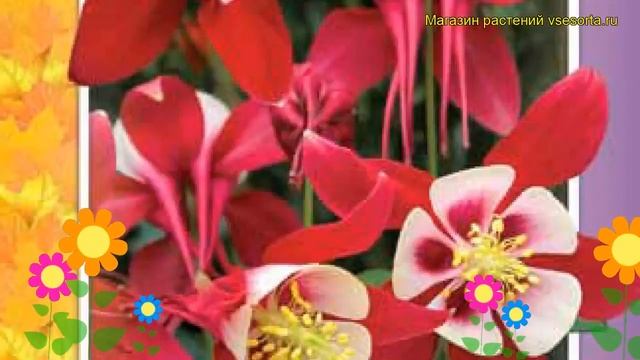 Аквилегия гибридная Малиновая звезда. Краткий обзор, описание характеристик aquilegia hybrida смотреть онлайн